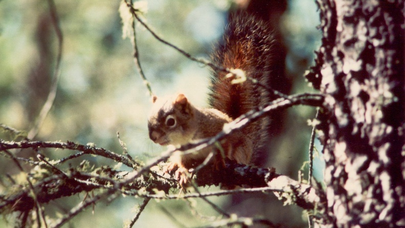 1986-summer Chipmunk 1 (16-9)